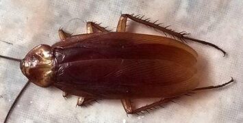 cucaracha americana adulta