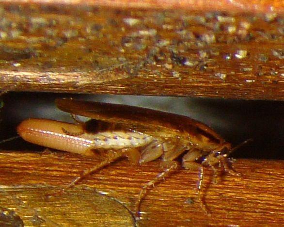 cucaracha rubia con ooteca 