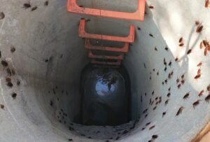 cucarachas en alcantarillado
